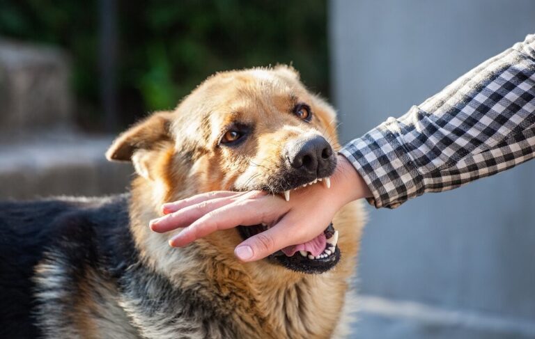 Seeking Justice After a Dog Attack: The Importance of Hiring a Dog Bite Lawyer