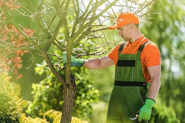 Everything to Know About Arborist in Mornington Peninsula