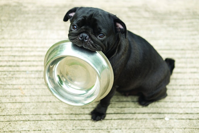 The Allure of Freeze-Dried Pet Treats