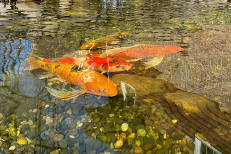 Keeping Your Pond Perfect: Essential Tips for Repairing and Enjoying Koi Fish Ponds